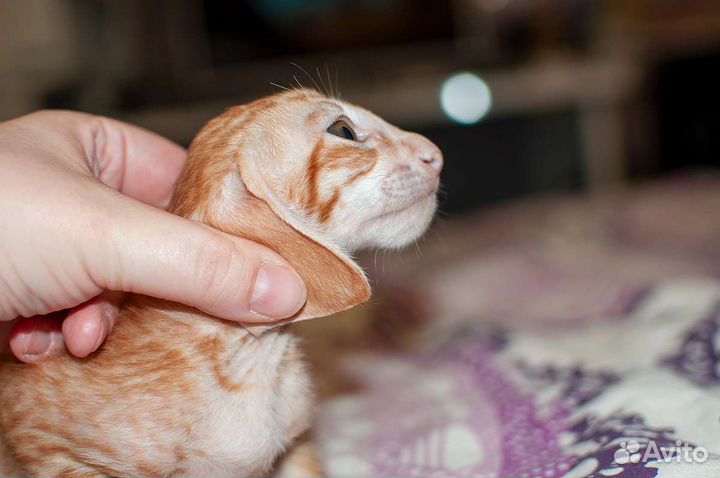 Шикарный ориентальный котик