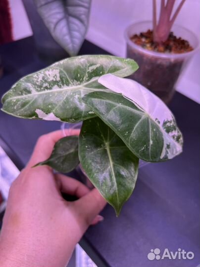 Алоказия пинк дракон альбо вариегатная подростки