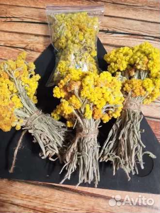 Бессмертник