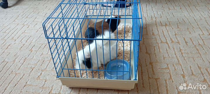 Морские свинки + клетка