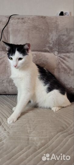 Кошечка в добрые руки