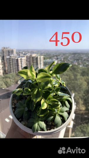 Суккуленты