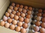 Инкубационное яйцо, цыплята и птица разных пород