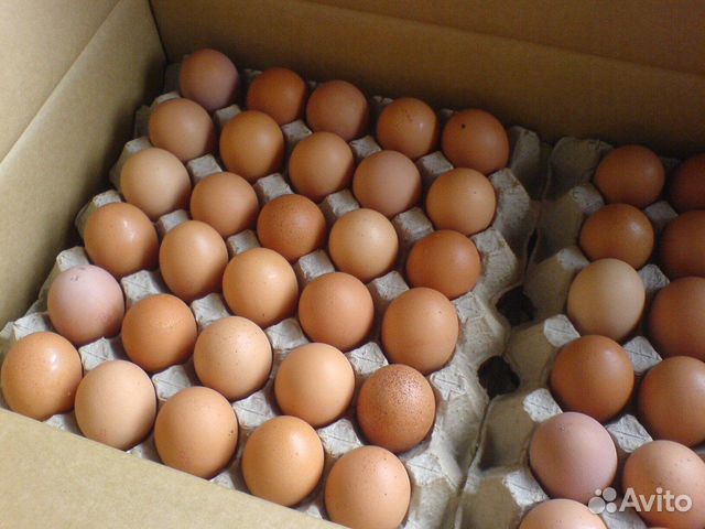 Инкубационное яйцо, цыплята и птица разных пород объявление продам