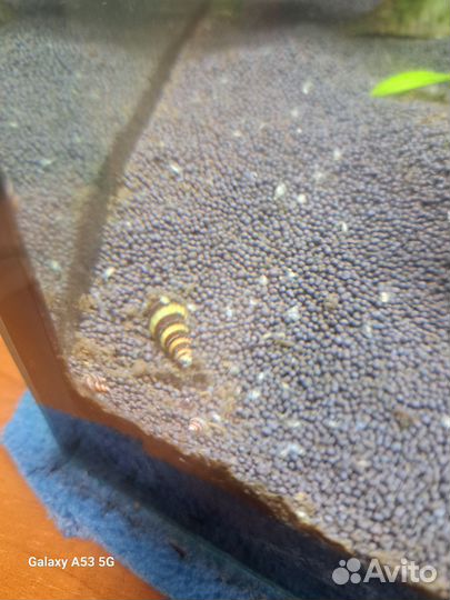 Улитка хелена