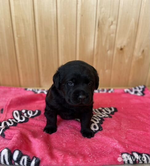 Щенки лабрадора