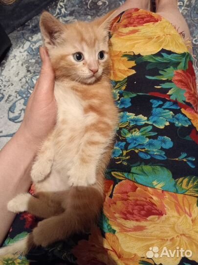 Кошка в дар