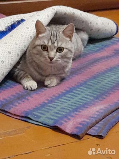 Кот Кузя кастрат