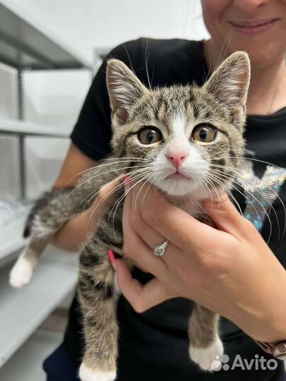 Котенок мальчик 3-3,5 мес