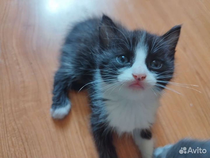 Кошка в дар