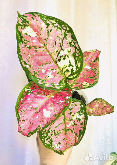 Аглаонема анимани триколор