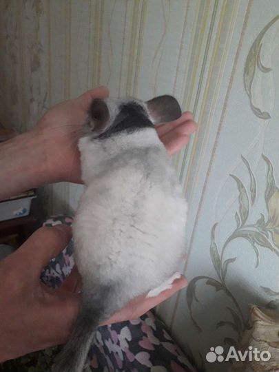Шиншилла
