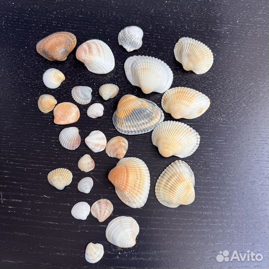 Набор ракушек морских