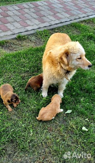 Щенки в добрые руки