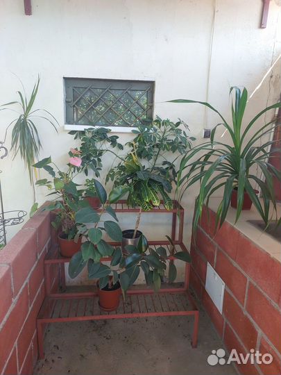 Комнатные цветы