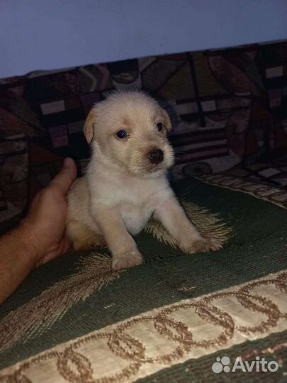 Собака щенки щенок верный друг в добрые руки