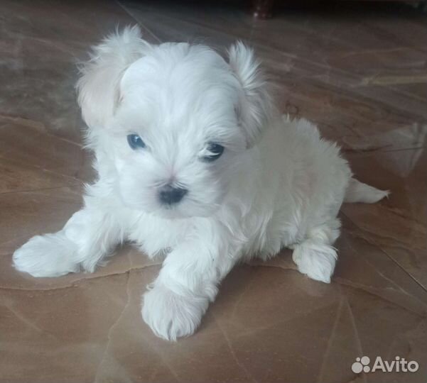 Щенки мальтезе