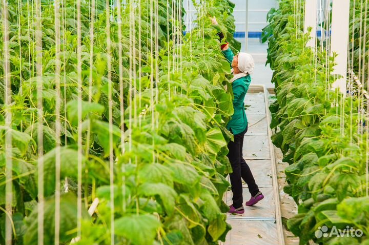 Вахта.Липецкая обл.Рабочий на овощной комплекс