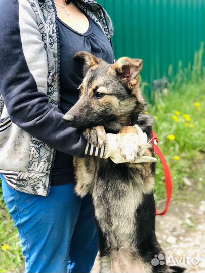 Стерилизованный щенок