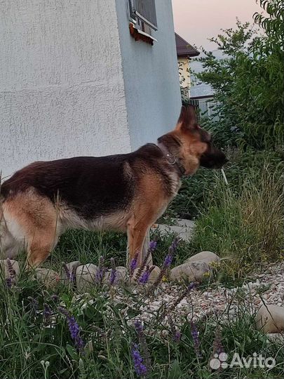 Собака для вязки