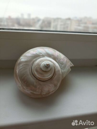 Ракушка большая