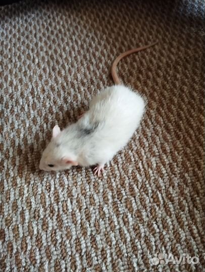 Продам крыс