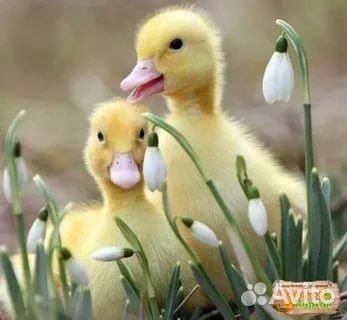 Птица оптом