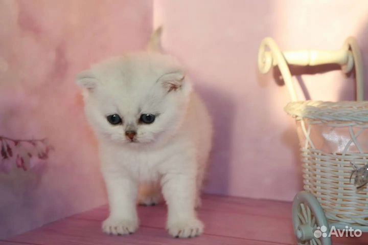 Котята серебристые шиншиллы ns11, ns12
