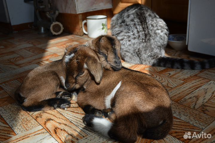 Продам козлёнка на племя