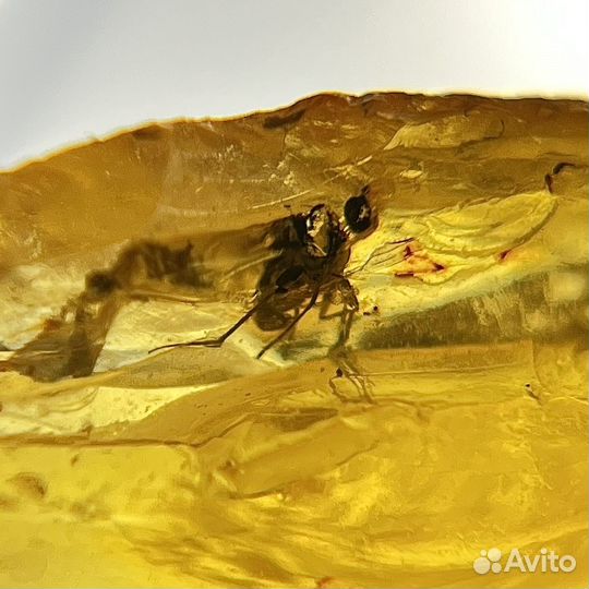 Янтарь с инклюзами окаменелость ископаемый древний