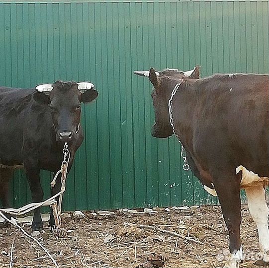 Две стельные нетели