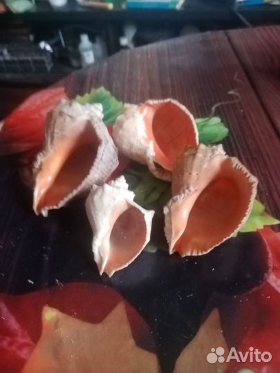 Морские ракушки раковины