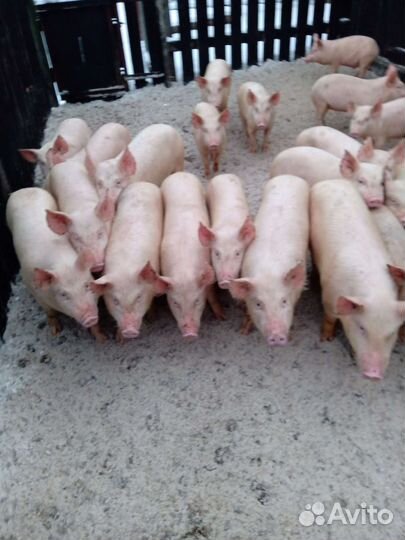 Продаю поросят разного возраста и веса