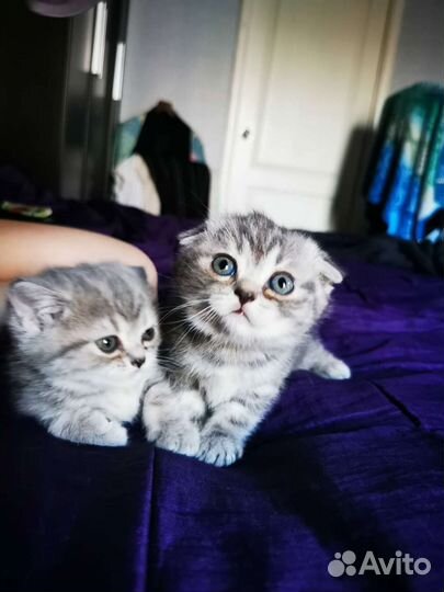 Шотландские котята