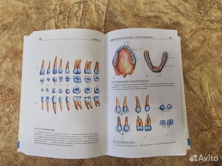 Атлас анатомии человека Самусев
