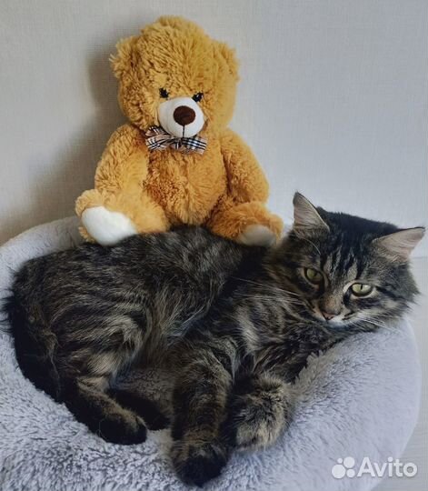 Ласковый молодой котик