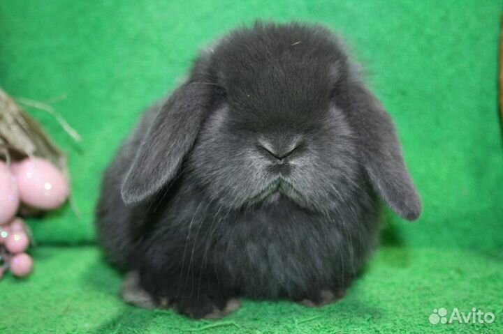 Монилоп. Рен. Изабелла. Японский. Доставка по РФ