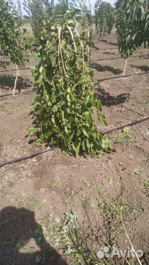 Саженцы яблони груши сливы вишни черешни Щелковица