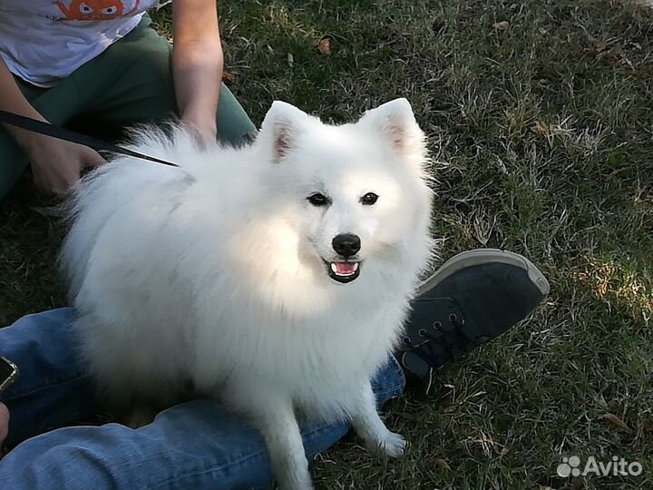 Японский шпиц, вязка