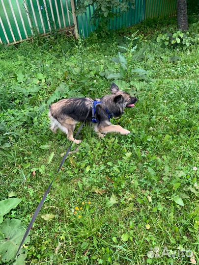 Собачка Аделька в добрые руки