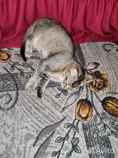 Котята - подростки