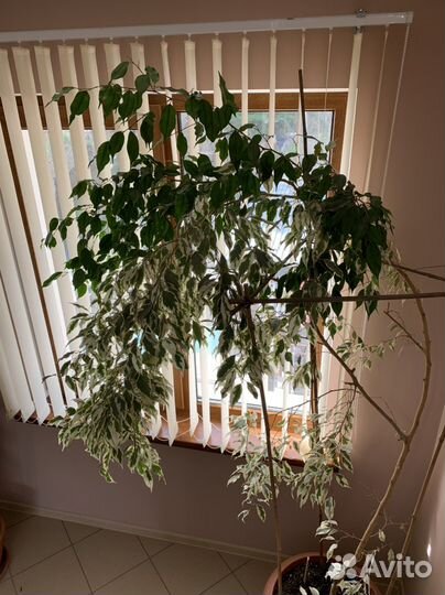 Фикус бенджамина