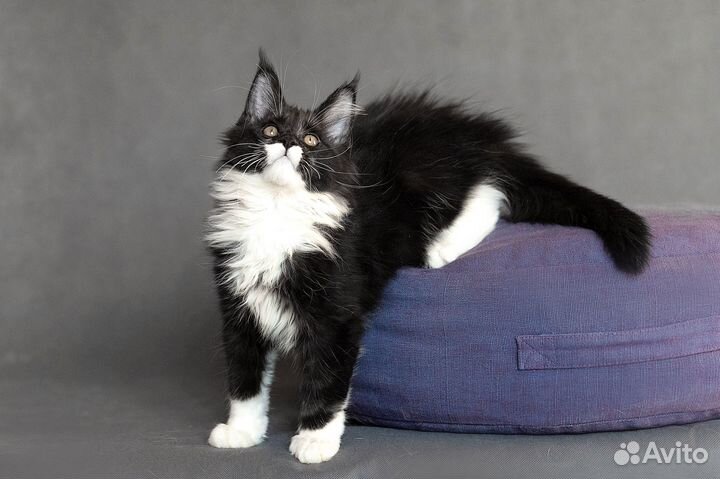 Котята мейн-кун