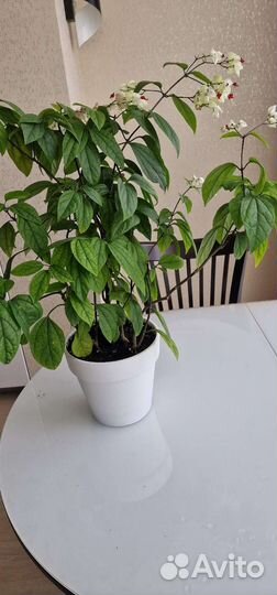 Клеродендрум томпсон