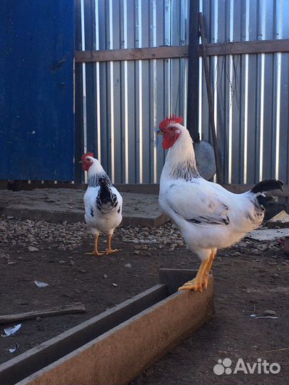 Петухи молодые