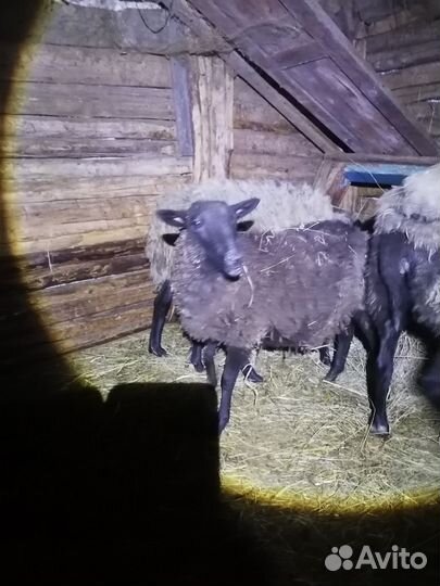 Овцы бараны ягнята