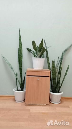 Сансевиерия сортовая