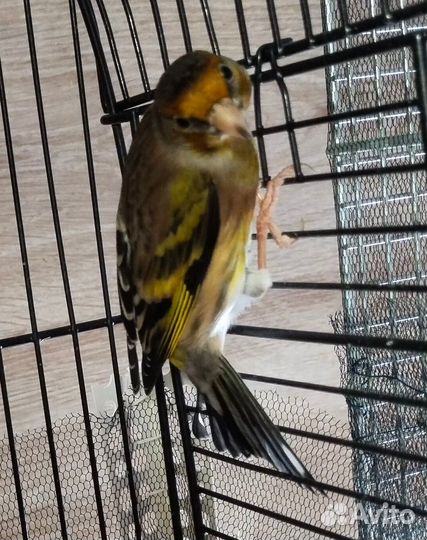 Гибрид щегла и канарейки