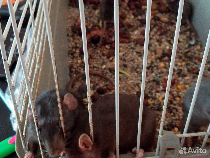 Крысы домашние