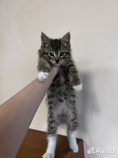 Котята в добрые руки бесплатно